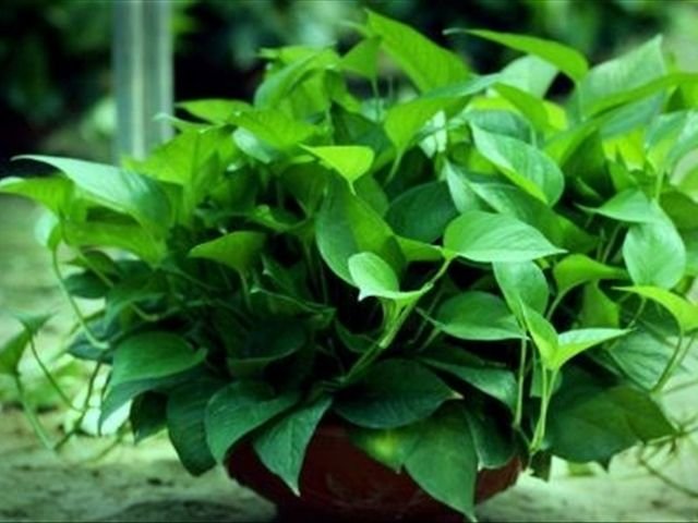 属于阴性植物的绿萝 你了解它多少 知道该怎么去养它吗 快资讯