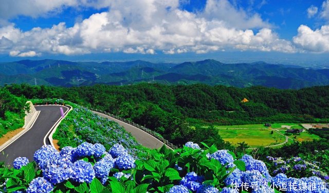 一场比樱花更浪漫的紫阳花之旅 要一起来么 快资讯 一场比樱花更浪漫的紫阳花之旅 要一起来么 快资讯