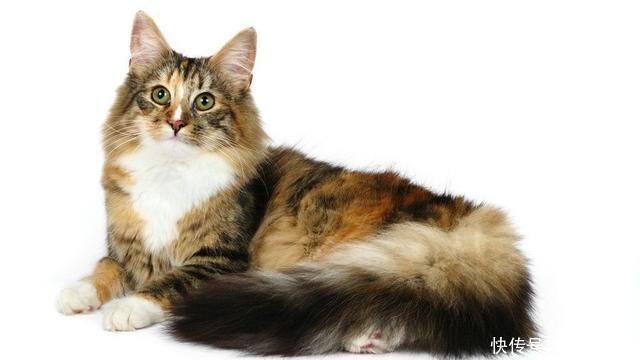 你知道吗 世界上养猫的人多还是养狗的人多 你喜欢猫还是狗呢 快资讯