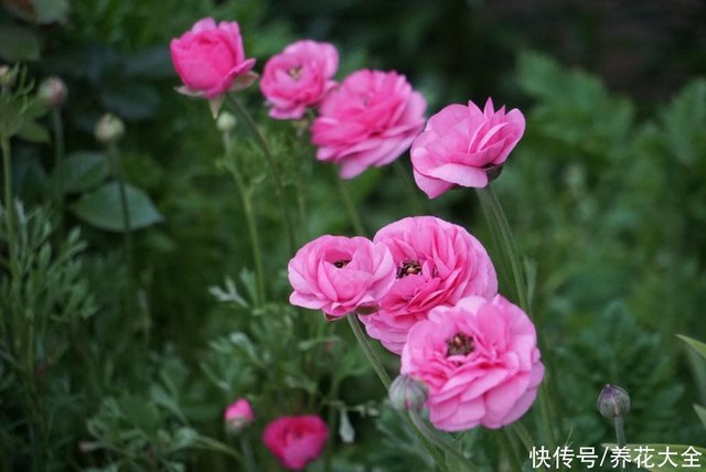 开花像 小包子 的花毛茛 4 5月开得正旺 又叫做 小牡丹 快资讯