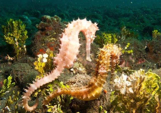 海马真的是雄性生的 产卵还得靠雌性 雄海马只是孵化器 快资讯