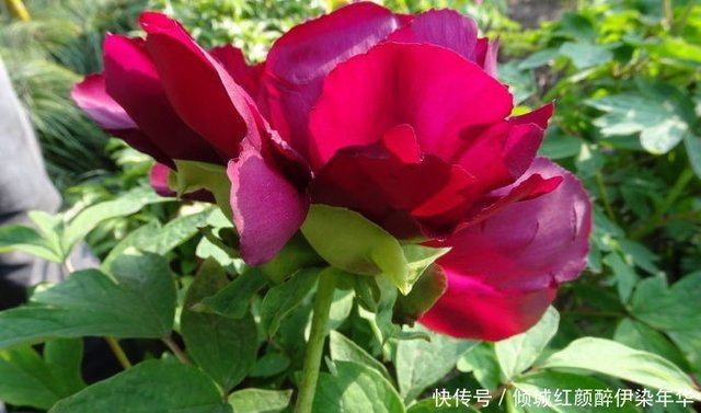 喜欢牡丹 不如养盆 牡丹名品 黑花魁 花开饱满大气 妩媚动人 快资讯