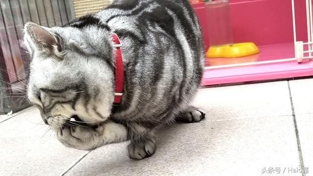 新品猫大麻 木天蓼同猫草 猫薄荷有啥区别 多吃有没有坏处 快资讯