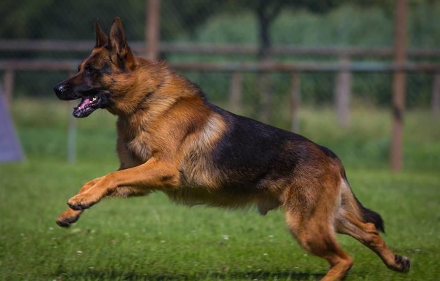 科普 警犬应具备的能力 品质都有什么 一篇文章告诉你 快资讯