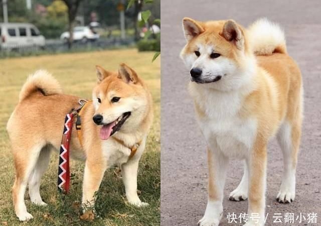 柴犬和秋田犬常常被认错到底是狗的问题 还是人的问题 快资讯