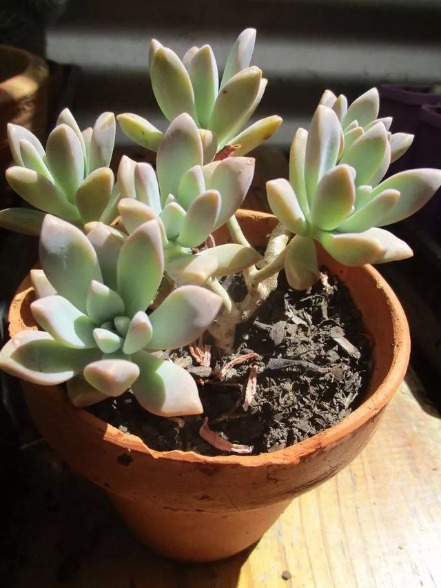 用叶子来繁殖多肉植物 不小心碰掉的叶子 不要当垃圾丢了 快资讯