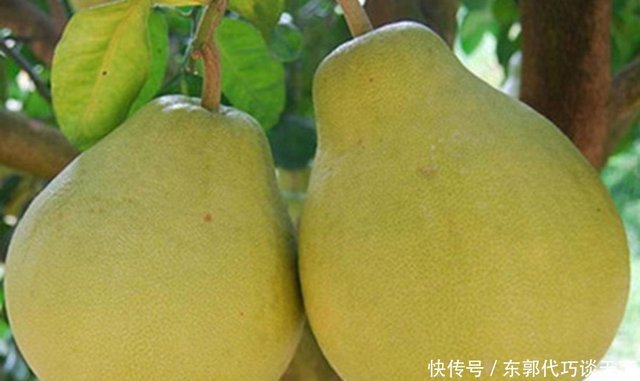 对于柚子高产培植技术措施 你知道多少呢 来学习学习 快资讯 对于柚子高产培植技术措施 你知道多少呢 来学习学习 快资讯
