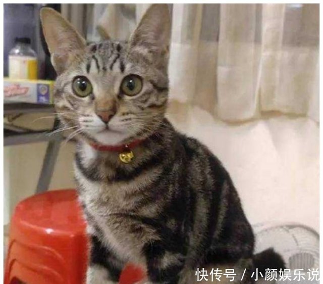 女子拿出小鱼干逗猫咪, 刚准备把小鱼干放回去, 低头一看笑翻了- 快资讯