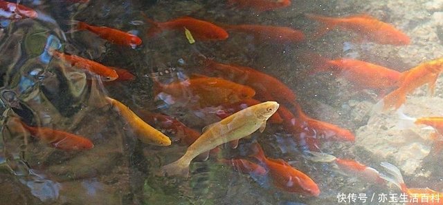 水乞丐 蜻蜓幼虫 天天咬鱼塘里的金鱼 有什么好的方法解决 快资讯 水乞丐 蜻蜓幼虫 天天咬鱼塘里的金鱼 有什么好的方法解决 快资讯