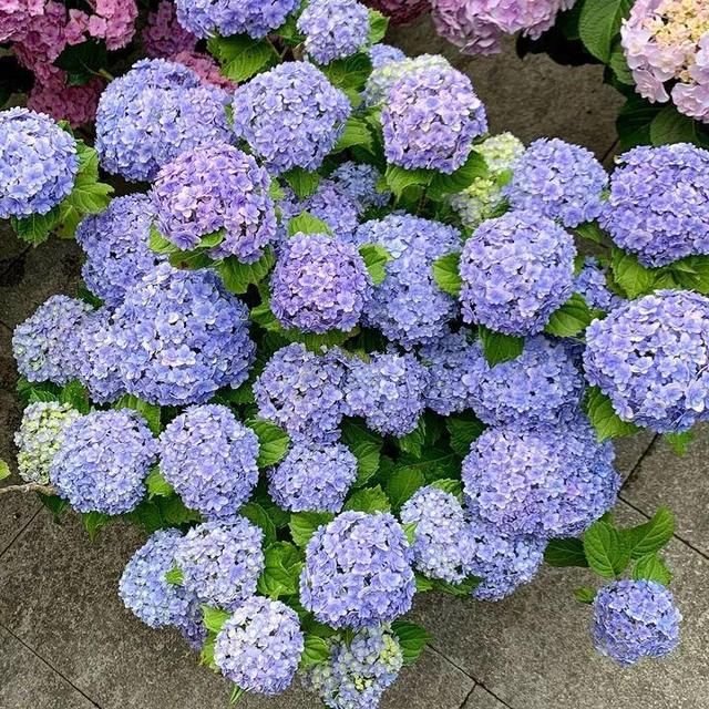 8月养花 头等大事就是修剪 剪的及时 明年坐等爆花 快资讯