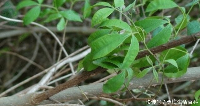 它形似三叶青 又像鸡血藤 40元一斤 山里砍柴别破坏 快资讯 它形似三叶青 又像鸡血藤 40元一斤 山里砍柴别破坏 快资讯