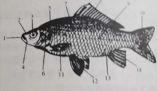 钓鱼科普小知识 认识鱼体结构及各部位功能 快资讯