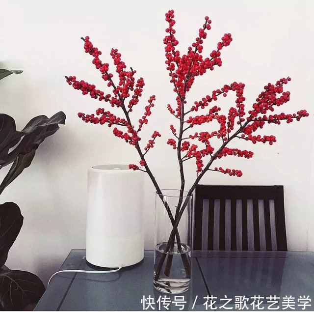 花材分享 花艺界的 爱马仕 北美冬青 快资讯 花材分享 花艺界的 爱马仕 北美冬青 快资讯