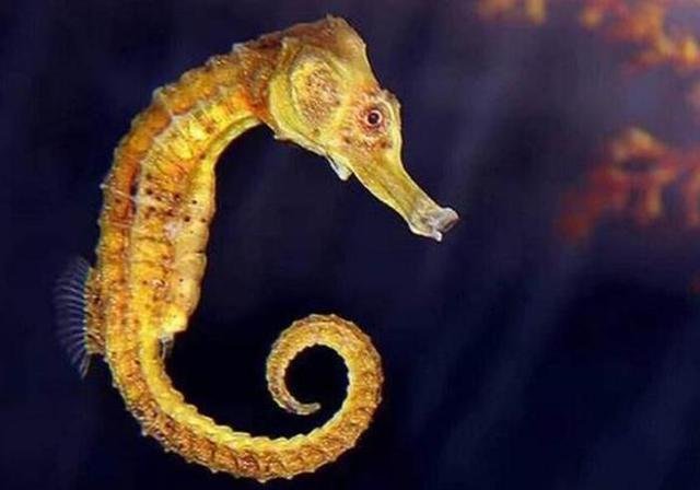 海马真的是雄性生的 产卵还得靠雌性 雄海马只是孵化器 快资讯