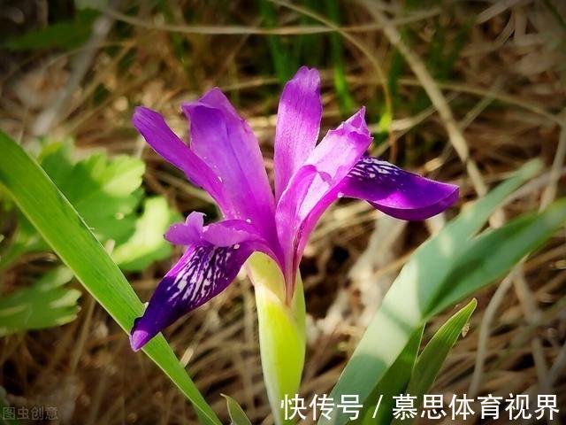 若有幸在路边看到马蔺花 请别犹豫 尽快移植回家 观赏价值高 快资讯 若有幸在路边看到马蔺花 请别犹豫 尽快移植回家 观赏价值高 快资讯