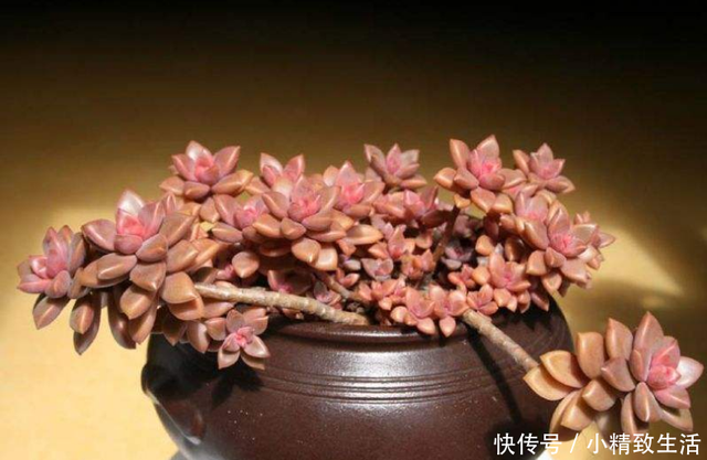 多肉植物老桩越老越美 但是一定要小心这3种类型的 假老桩 快资讯