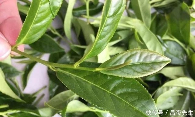 你喝的茶是什么品种你知道吗 台湾茶竟超过10个品种 快资讯