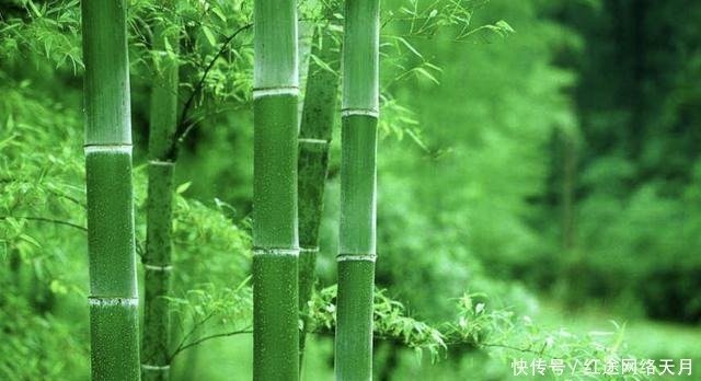 宁可食无肉 不可居无竹 文人为何如此喜欢竹子 快资讯