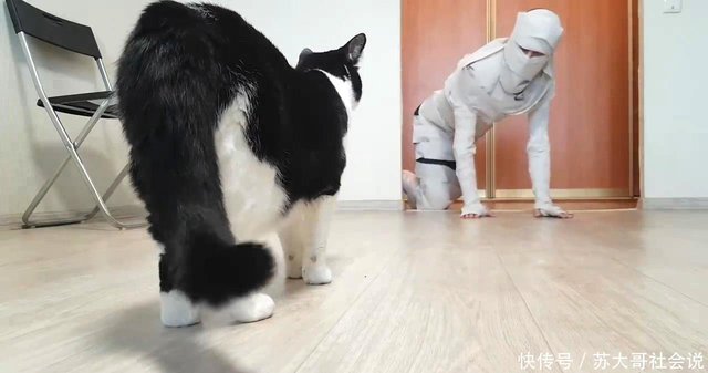 猫咪想念主人时 通常会有这5大表现 你家猫会吗 Mp头条