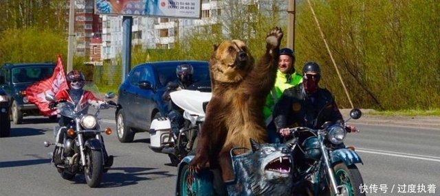 毛熊之国 大部分俄罗斯人认为熊是祖国最合适象征 快资讯 毛熊之国 大部分俄罗斯人认为熊是祖国最合适象征 快资讯