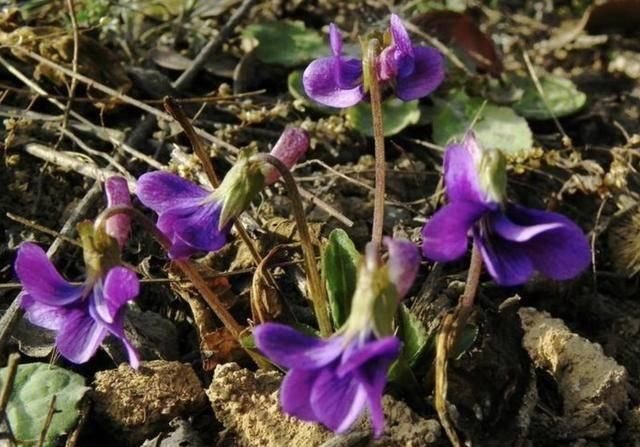 乡间田地里 有1种 光瓣堇菜 开紫色花朵 拔1棵少1棵 珍贵 快资讯