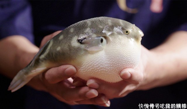 吃货看见河豚 怀着必死的心态尝试 每一口都无法抗拒的魅惑之味 快资讯