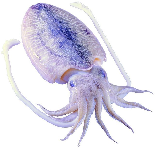 吃货课堂 如何区分乌贼 鱿鱼和章鱼 快资讯 吃货课堂 如何区分乌贼 鱿鱼和章鱼 快资讯