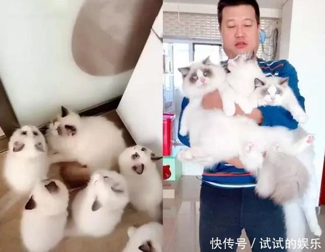 两只布偶猫同时怀孕 主人很担心 但看到生出来小猫直接笑喷 快资讯