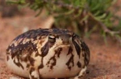 馒头蛙 地球上最可爱的青蛙 不会游泳 孩子不会变成蝌蚪 快资讯