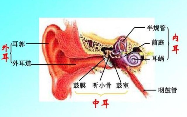 耳朵流脓 鼓膜穿孔 听力下降 是什么在作祟 快资讯