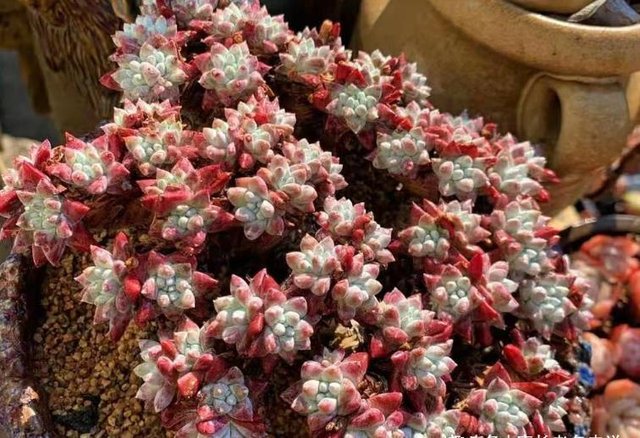 入手了白菊多肉不知道用什么花盆栽种 建议优先选择这三种花盆 快资讯 入手了白菊多肉不知道用什么花盆栽种 建议优先选择这三种花盆 快资讯