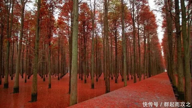 19年最后12月去看梦里水乡赏红彤彤池杉林 快资讯