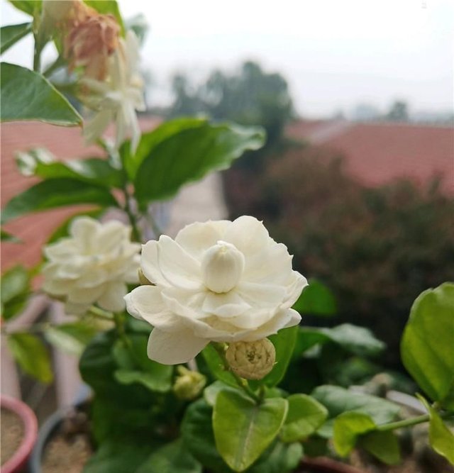 6月养茉莉 做好这3点 让茉莉生长有动力 爆花不断 快资讯