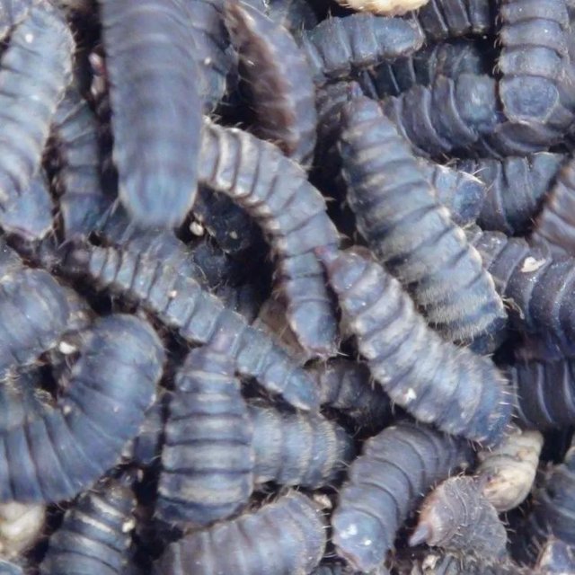 王泽铺执着昆虫事业30年 用昆虫模式改写中国餐厨垃圾处理历史 快资讯