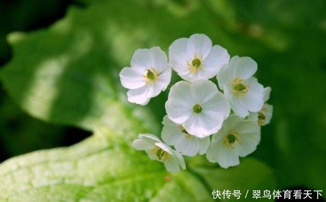 这种花太神奇了 花瓣透明纹路都一清二楚 名叫山荷叶你认识吗 快资讯