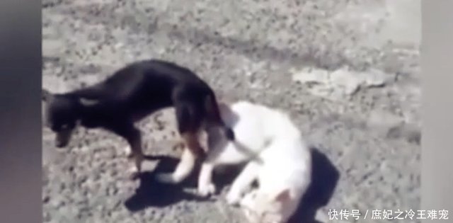 男子跟朋友聊天自家狗狗竟把白猫给上了 猫主人一脸懵逼 快资讯 男子跟朋友聊天自家狗狗竟把白猫给上了 猫主人一脸懵逼 快资讯