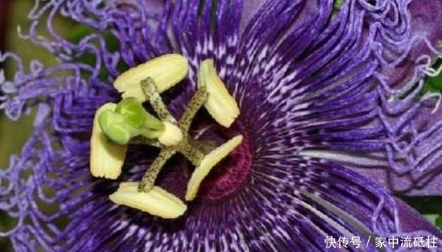 食人的紫色妖艳日轮花 你一定不相信 其实是你每天都在 食它 快资讯 食人的紫色妖艳日轮花 你一定不相信 其实是你每天都在 食它 快资讯