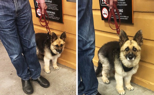 10种超可爱的混血狗狗 柯基哈士奇的基因真的很强大 快资讯