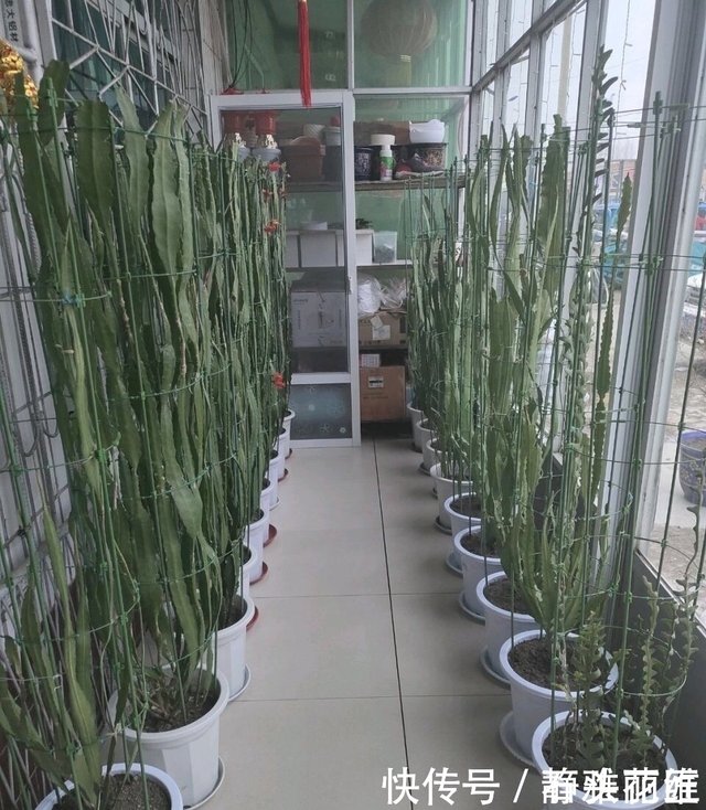 他家阳台养了 盆 令箭荷花 长到1米5高 花苞巴掌大 快资讯 他家阳台养了 盆 令箭荷花 长到1米5高 花苞巴掌大 快资讯