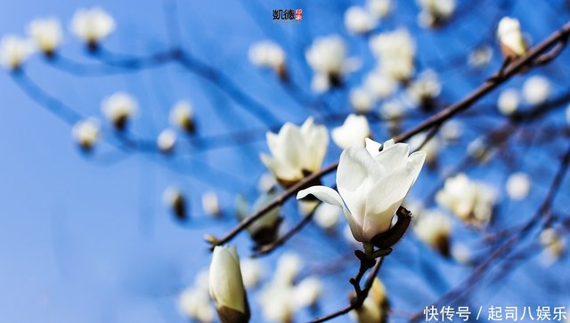 春天花会开 收好这10个踏春赏花推荐 马上开启春季花之旅 快资讯 春天花会开 收好这10个踏春赏花推荐 马上开启春季花之旅 快资讯