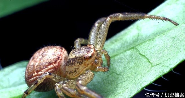 长得像螃蟹一样的蜘蛛 蟹蛛为了食物可以说是六亲不认的 快资讯