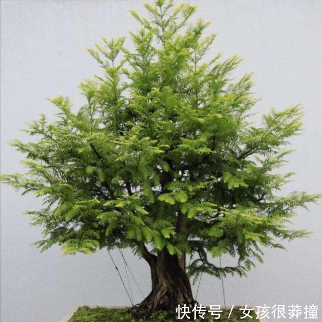 养红豆杉多年不结果 要满足3个条件 植株才能开花结果 快资讯