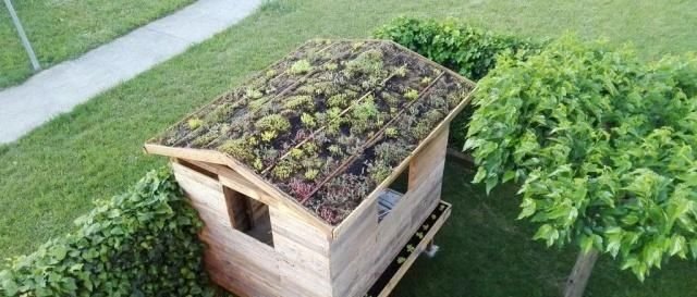 在小木屋上diy一大片匍匐多肉植物景观 花费几百块就可搞定 快资讯