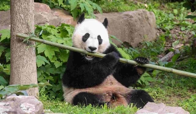 老虎会捕食熊猫吗它们是否在同一片生境中生活过 快资讯 老虎会捕食熊猫吗它们是否在同一片生境中生活过 快资讯