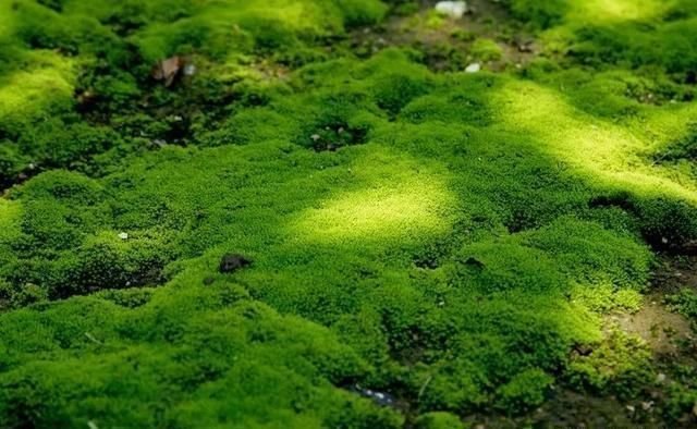 苔藓面面观 泥炭藓的鉴赏以及在园艺宠物市场的应用 快资讯