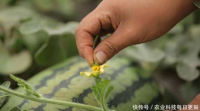 熊蜂授粉丨解放人工 让西瓜授粉更轻松 快资讯 熊蜂授粉丨解放人工 让西瓜授粉更轻松 快资讯