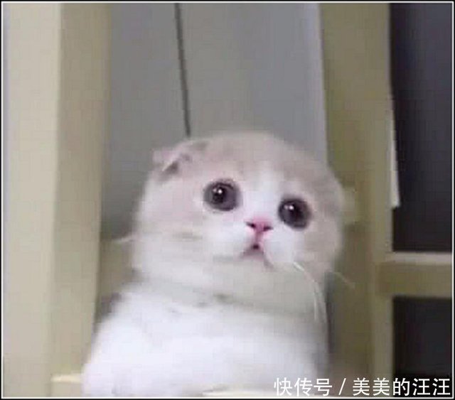 网购折耳猫，让她带出来玩却遭拒，得知原因笑出猪声- 快资讯