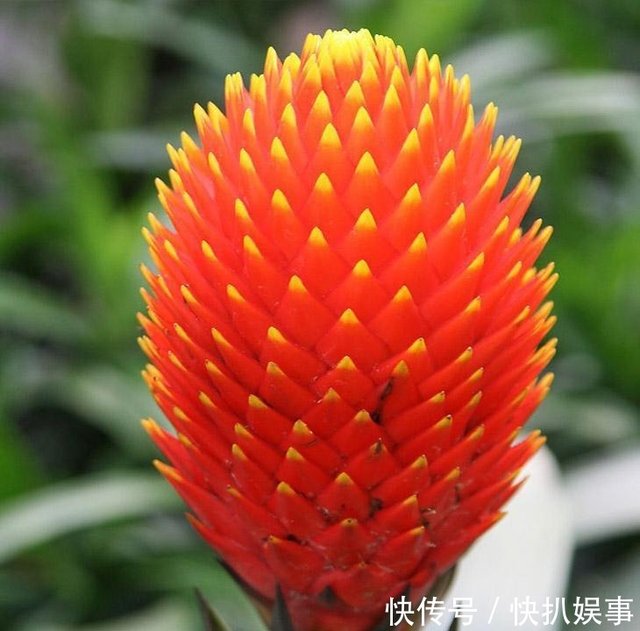 如何水培菠萝花 这里知道方法 让我们来看看吧 快资讯 如何水培菠萝花 这里知道方法 让我们来看看吧 快资讯
