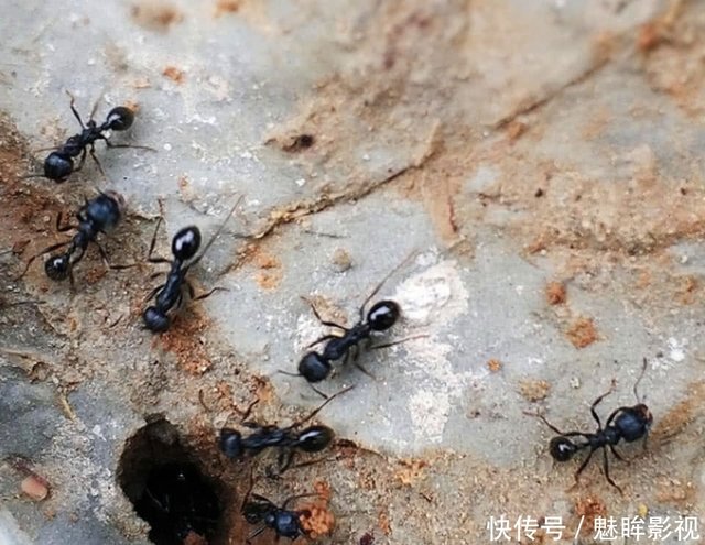如果一群蚂蚁中蚁后死了 剩下的蚂蚁会怎么做 你想象不到的有趣 快资讯