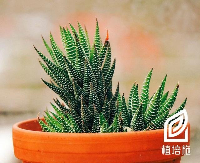 植培施 条纹十二卷haworthia Fasciata 多肉植物栽培手册 快资讯